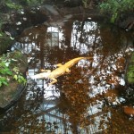 Albino alligator at the N.C.Aquarium