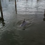 Dolphin in the marina