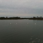Four white pelicans