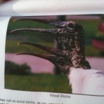 Wood Storks