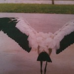 Wood Stork’s wingspan
