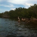 Brown Pelican at Key Largo