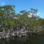 Mangroves at Linderman Creek