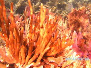 Gorgonians, Soft Corals