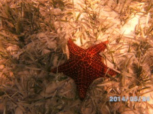 Gary dove down to get a close-up photo of this starfish.