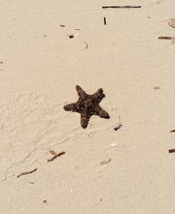 Small starfish on beach...Gary picked it up and placed it back in the water.