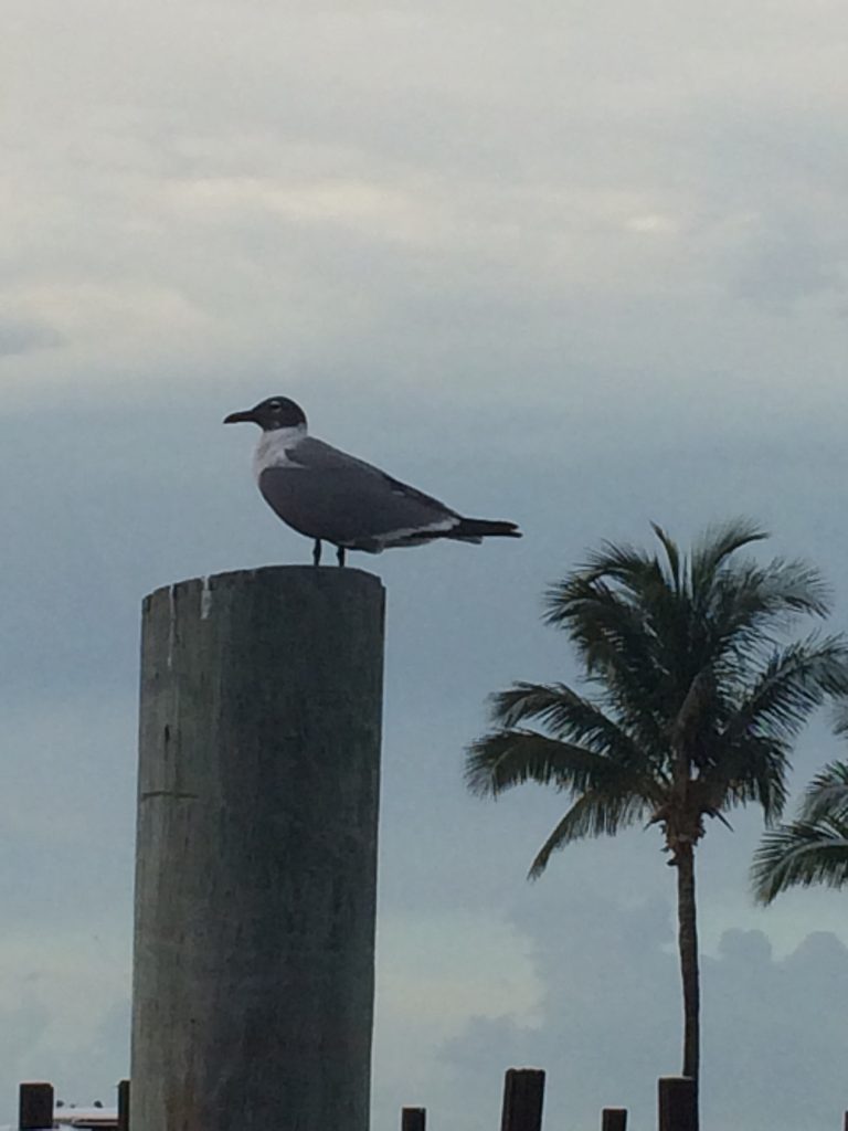 At Old Bahama Bay Marina